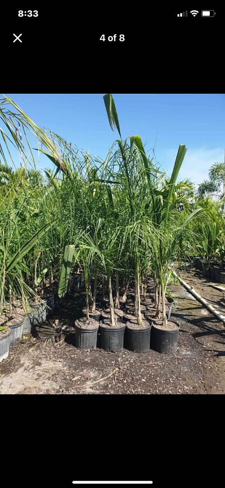 syagrus-romanzoffiana-queen-palm-cocos-plumosa