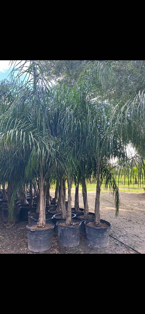 syagrus-romanzoffiana-queen-palm-cocos-plumosa