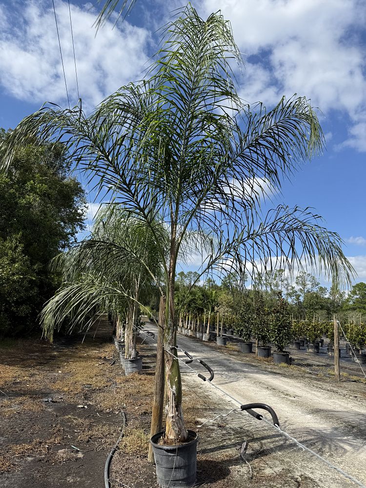 syagrus-romanzoffiana-queen-palm-cocos-plumosa