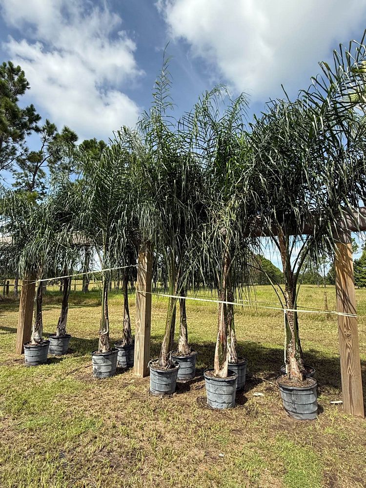 syagrus-romanzoffiana-queen-palm-cocos-plumosa