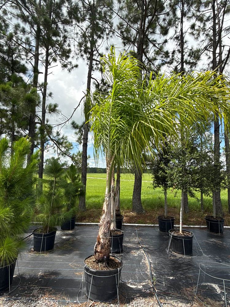syagrus-romanzoffiana-queen-palm-cocos-plumosa