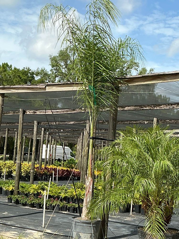 syagrus-romanzoffiana-queen-palm-cocos-plumosa