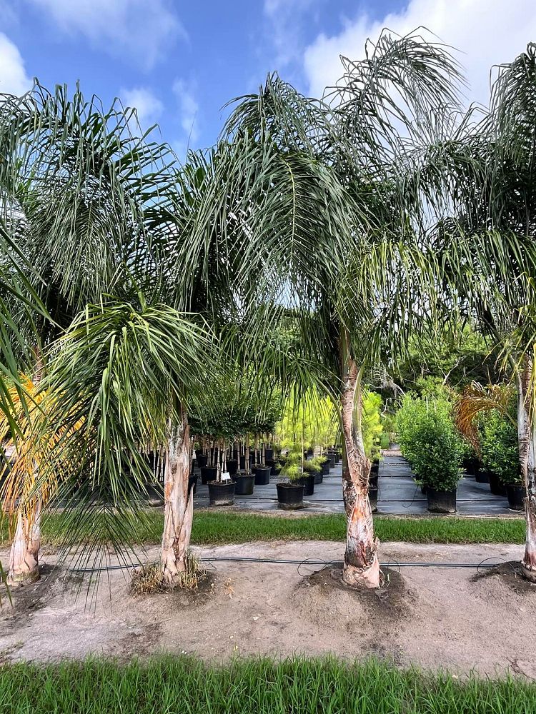 syagrus-romanzoffiana-queen-palm-cocos-plumosa