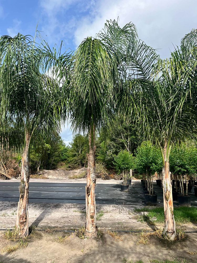 syagrus-romanzoffiana-queen-palm-cocos-plumosa