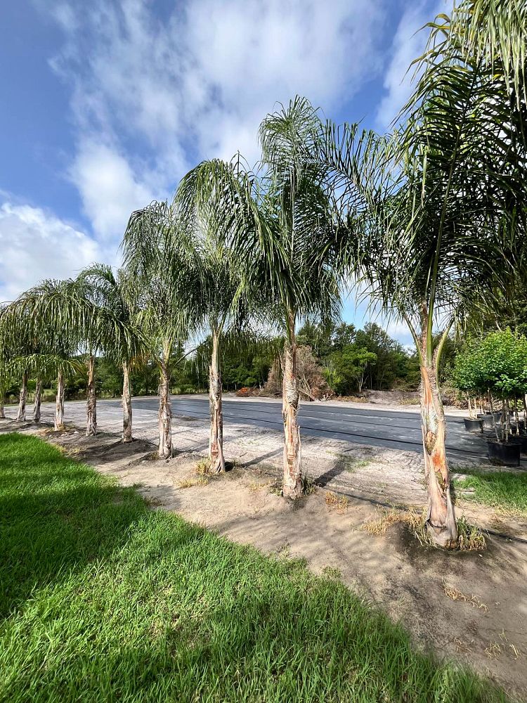 syagrus-romanzoffiana-queen-palm-cocos-plumosa