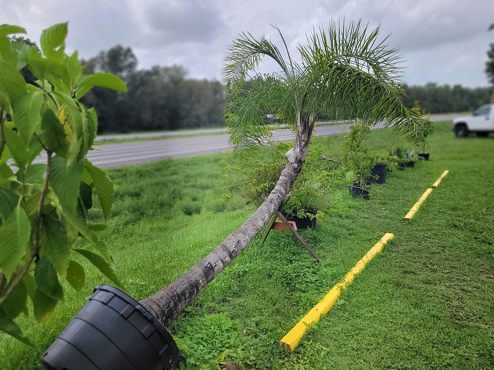 syagrus-romanzoffiana-queen-palm-cocos-plumosa