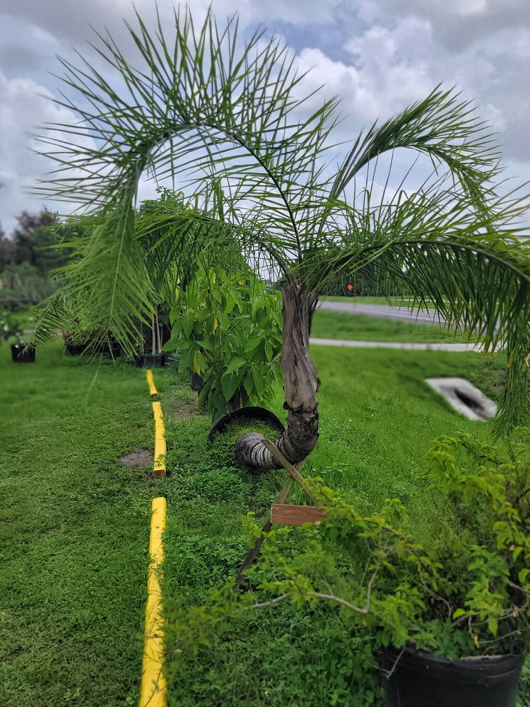 syagrus-romanzoffiana-queen-palm-cocos-plumosa