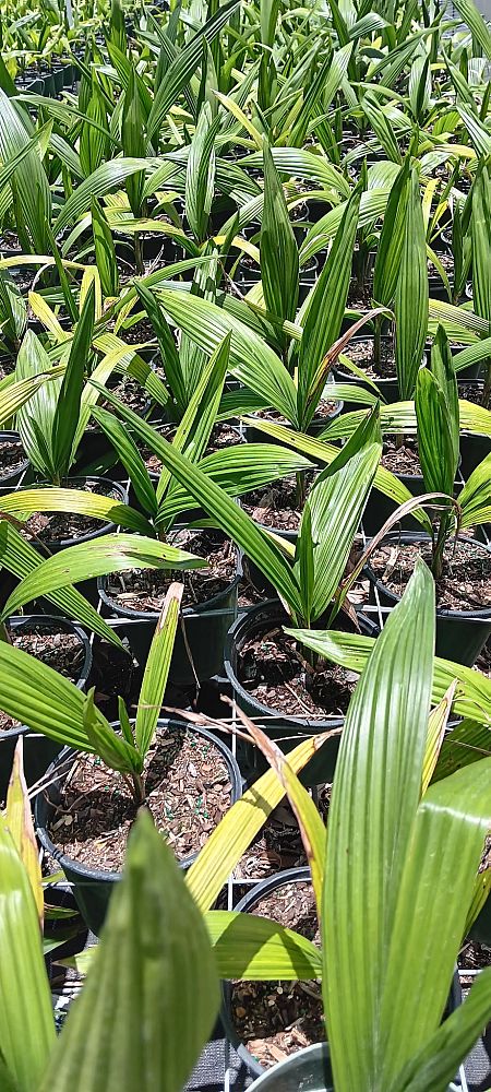 syagrus-romanzoffiana-queen-palm-cocos-plumosa