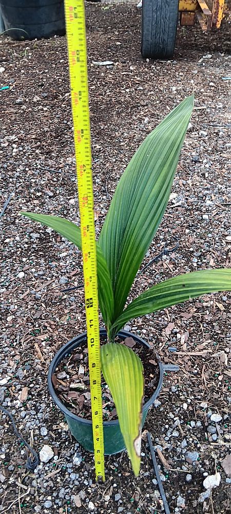 syagrus-romanzoffiana-queen-palm-cocos-plumosa