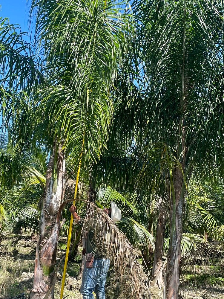 syagrus-romanzoffiana-queen-palm-cocos-plumosa