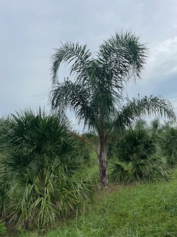 syagrus-romanzoffiana-queen-palm-cocos-plumosa