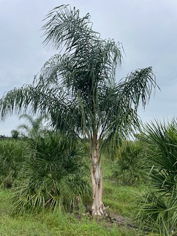 syagrus-romanzoffiana-queen-palm-cocos-plumosa