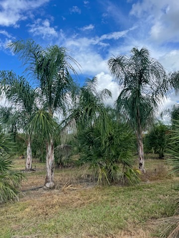 syagrus-romanzoffiana-queen-palm-cocos-plumosa