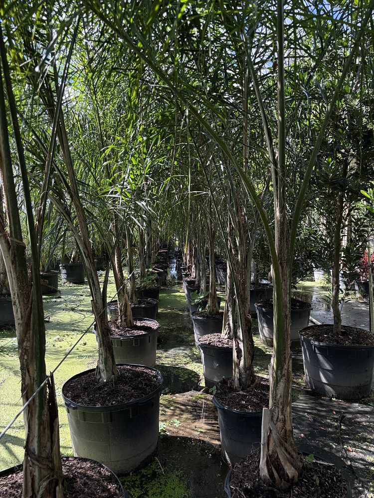 syagrus-romanzoffiana-queen-palm-cocos-plumosa