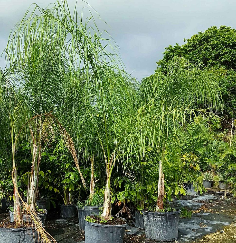 syagrus-romanzoffiana-silver-queen-cocos-plumosa-queen-palm