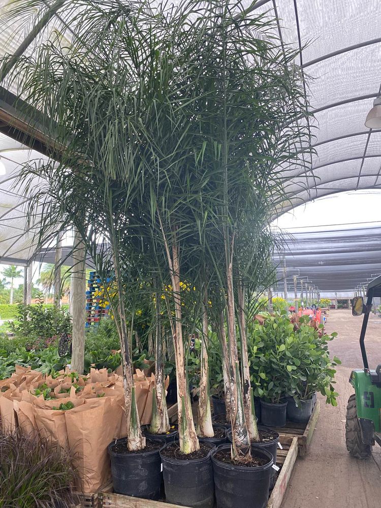 syagrus-romanzoffiana-silver-queen-cocos-plumosa-queen-palm