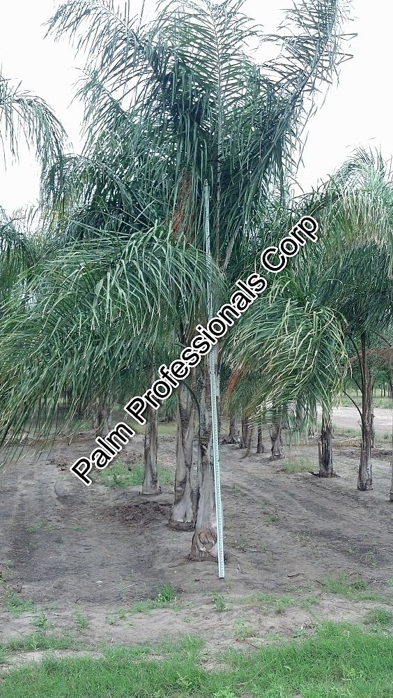 syagrus-romanzoffiana-silver-queen-cocos-plumosa-queen-palm