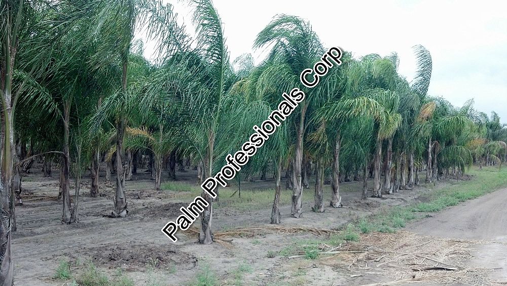 syagrus-romanzoffiana-silver-queen-cocos-plumosa-queen-palm