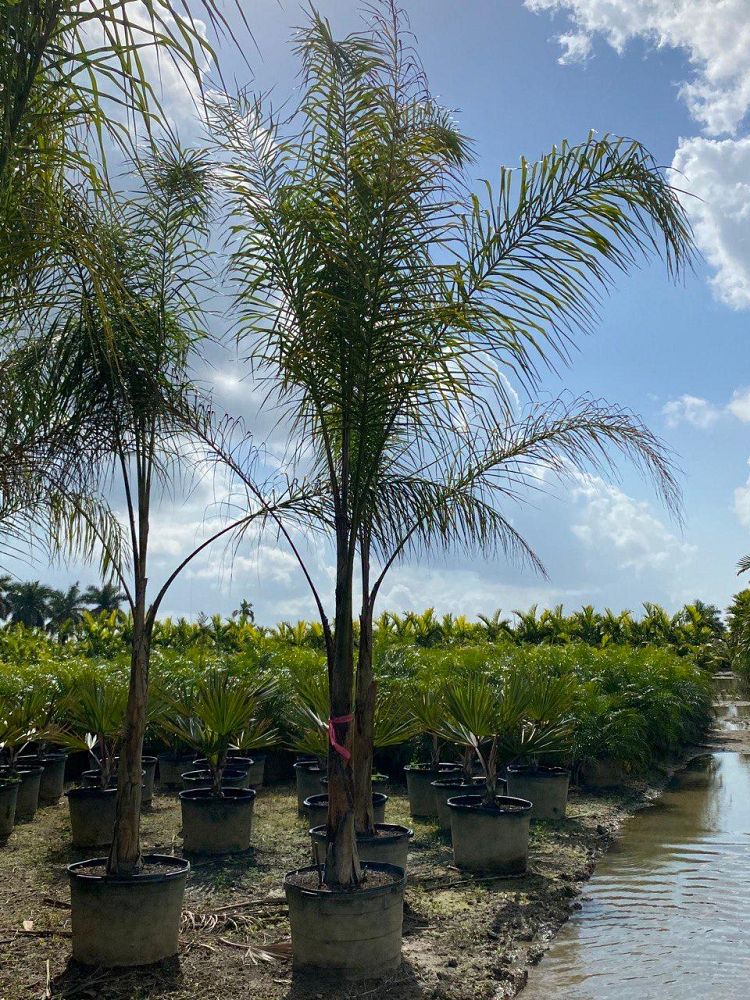 syagrus-romanzoffiana-silver-queen-cocos-plumosa-queen-palm