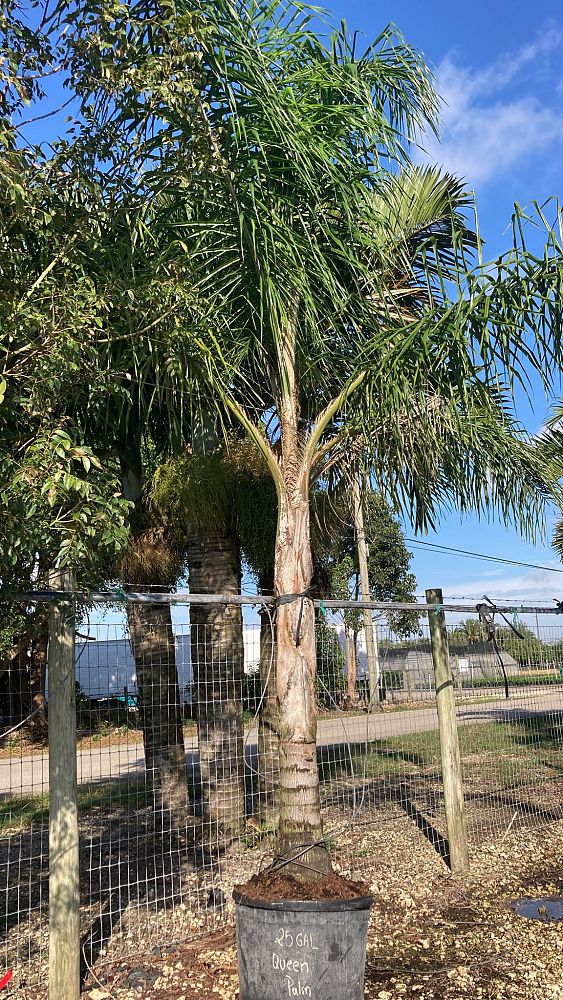 syagrus-romanzoffiana-silver-queen-cocos-plumosa-queen-palm