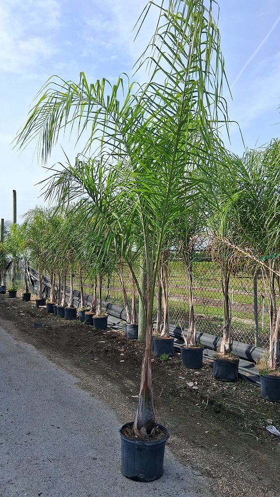 syagrus-romanzoffiana-silver-queen-cocos-plumosa-queen-palm
