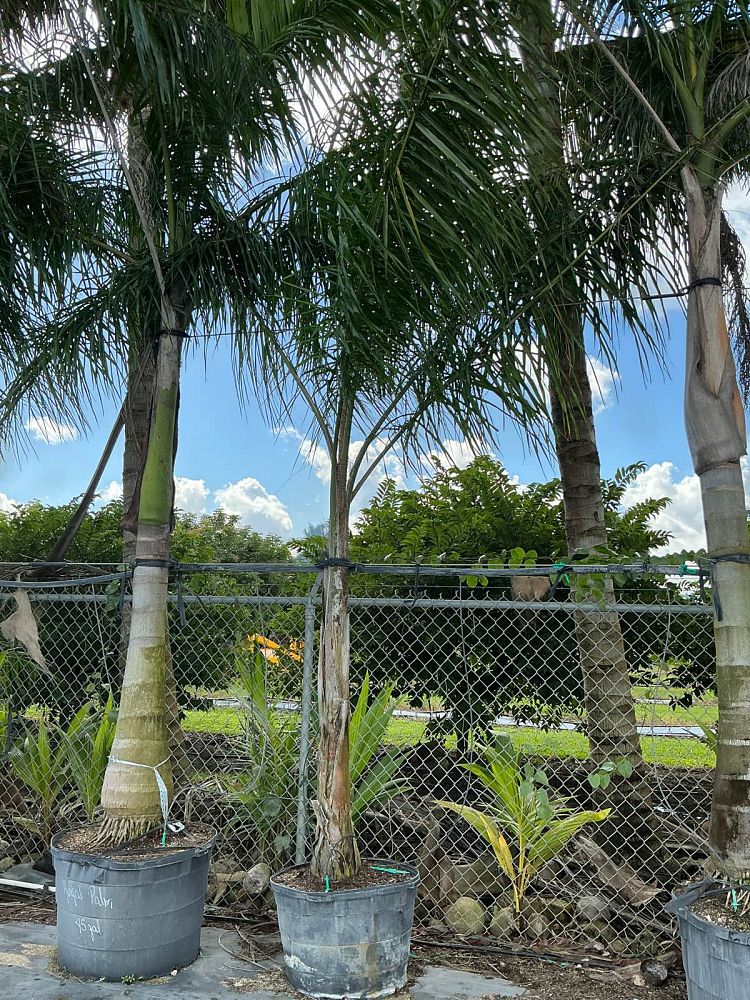 syagrus-romanzoffiana-silver-queen-cocos-plumosa-queen-palm
