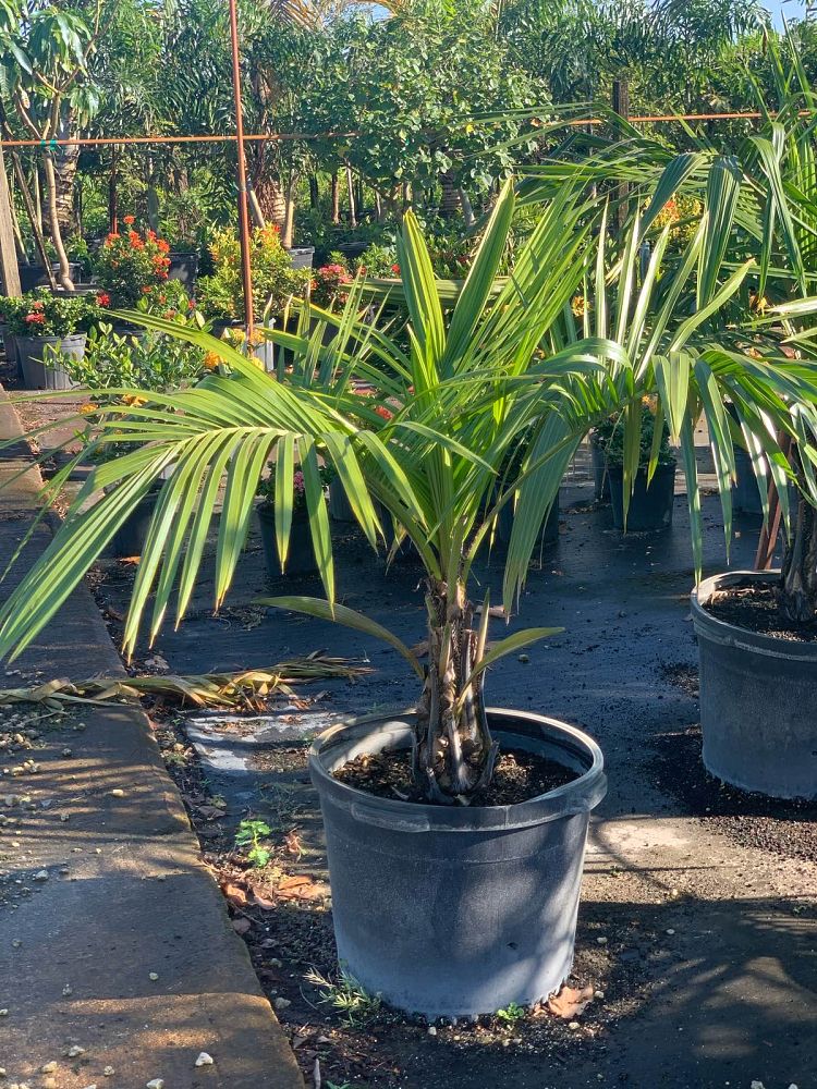 syagrus-schizophylla-arikury-palm-parrot-palm