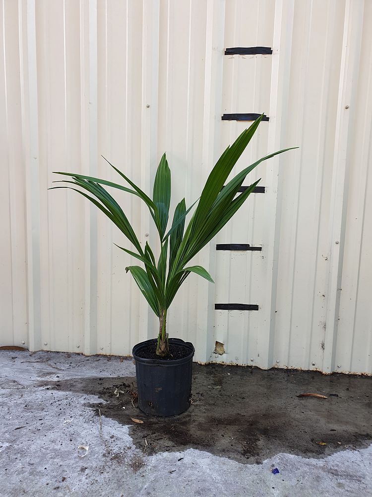 syagrus-schizophylla-arikury-palm-parrot-palm