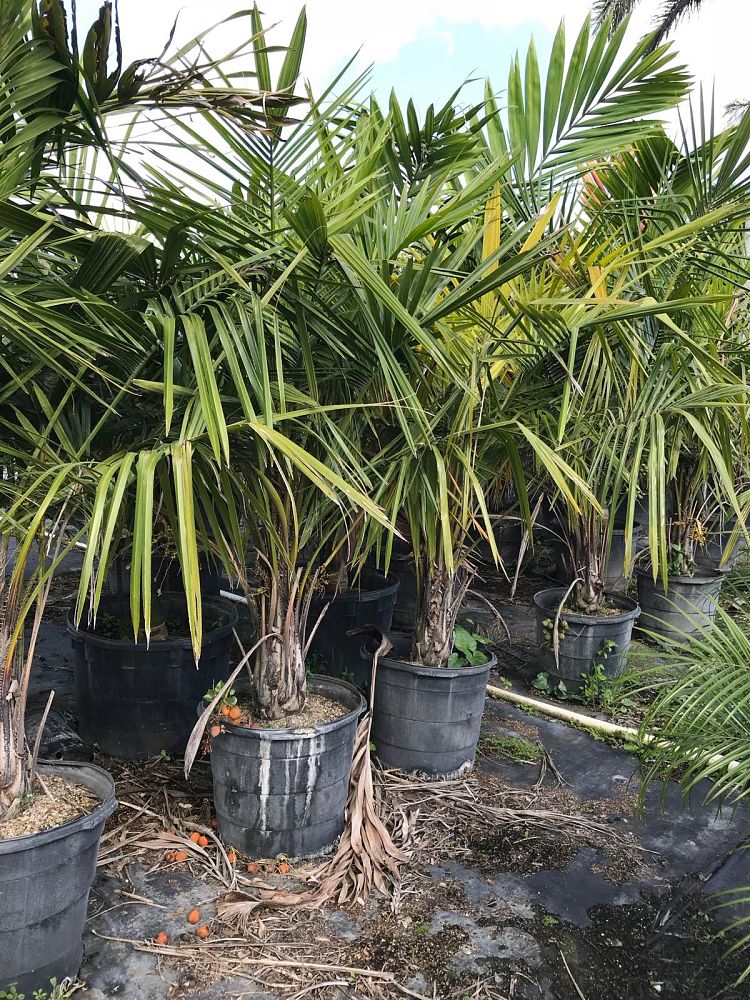 syagrus-schizophylla-arikury-palm-parrot-palm