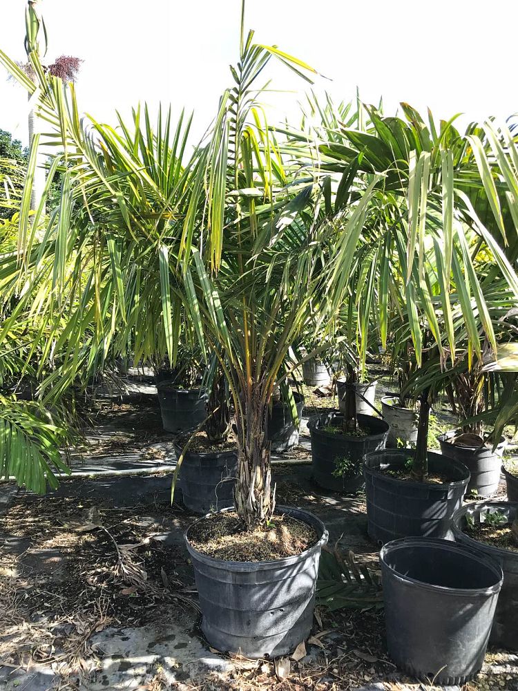 syagrus-schizophylla-arikury-palm-parrot-palm
