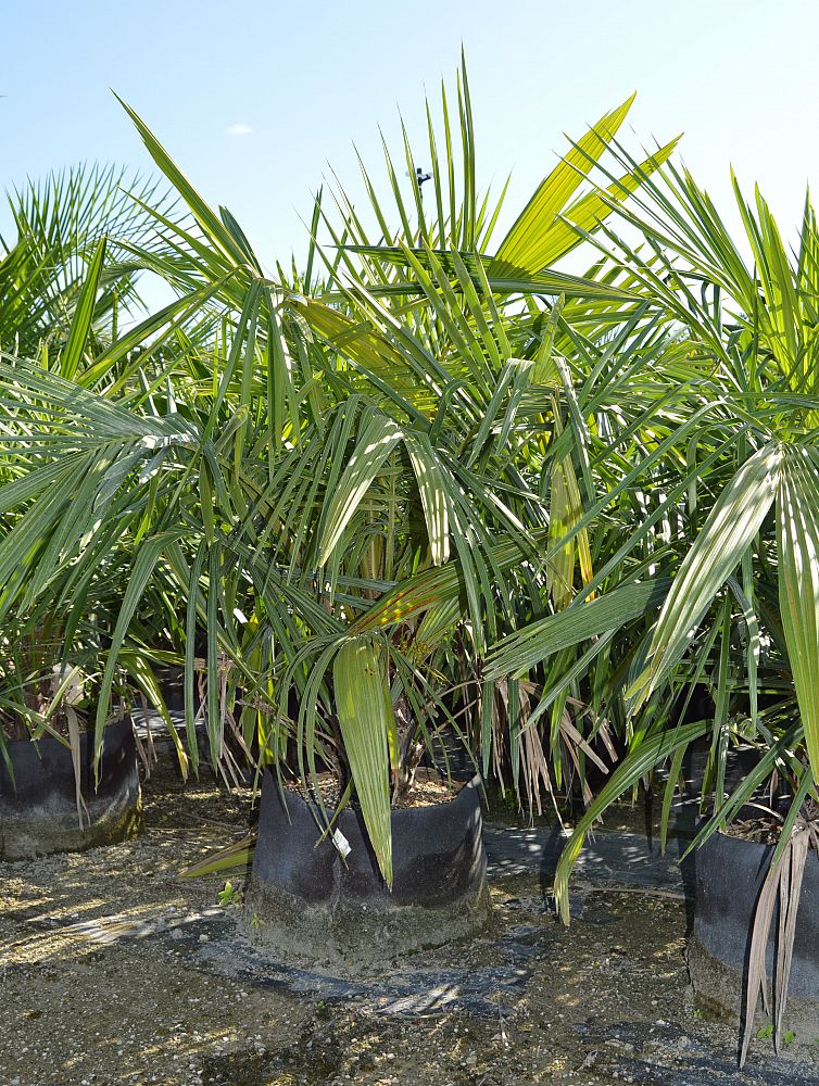syagrus-schizophylla-arikury-palm-parrot-palm