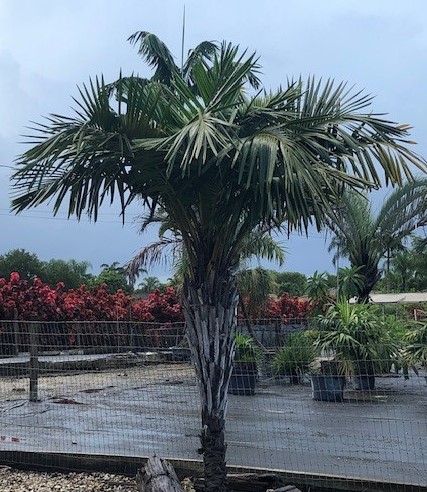 syagrus-schizophylla-arikury-palm-parrot-palm