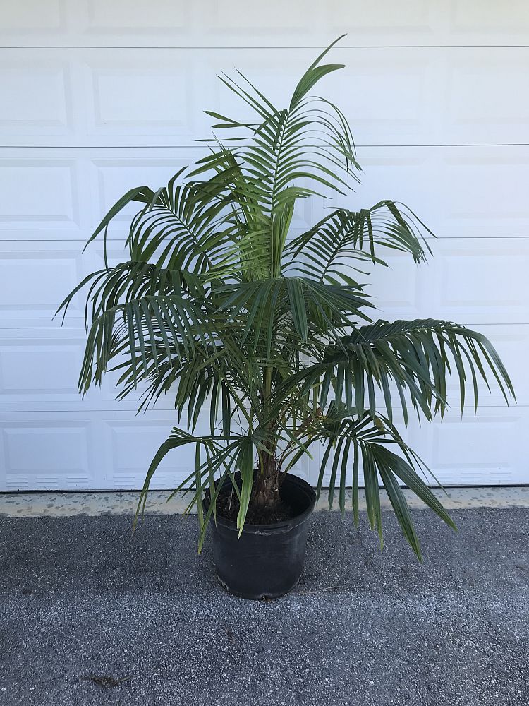 syagrus-schizophylla-arikury-palm-parrot-palm