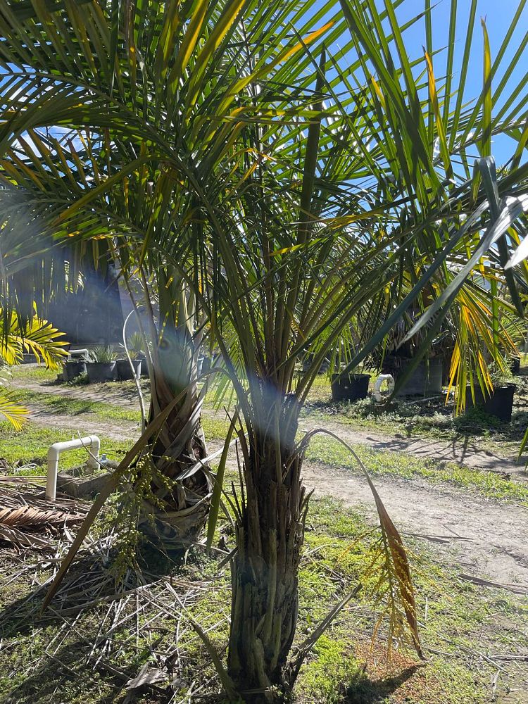 syagrus-schizophylla-arikury-palm-parrot-palm