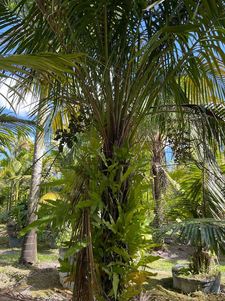 syagrus-schizophylla-arikury-palm-parrot-palm