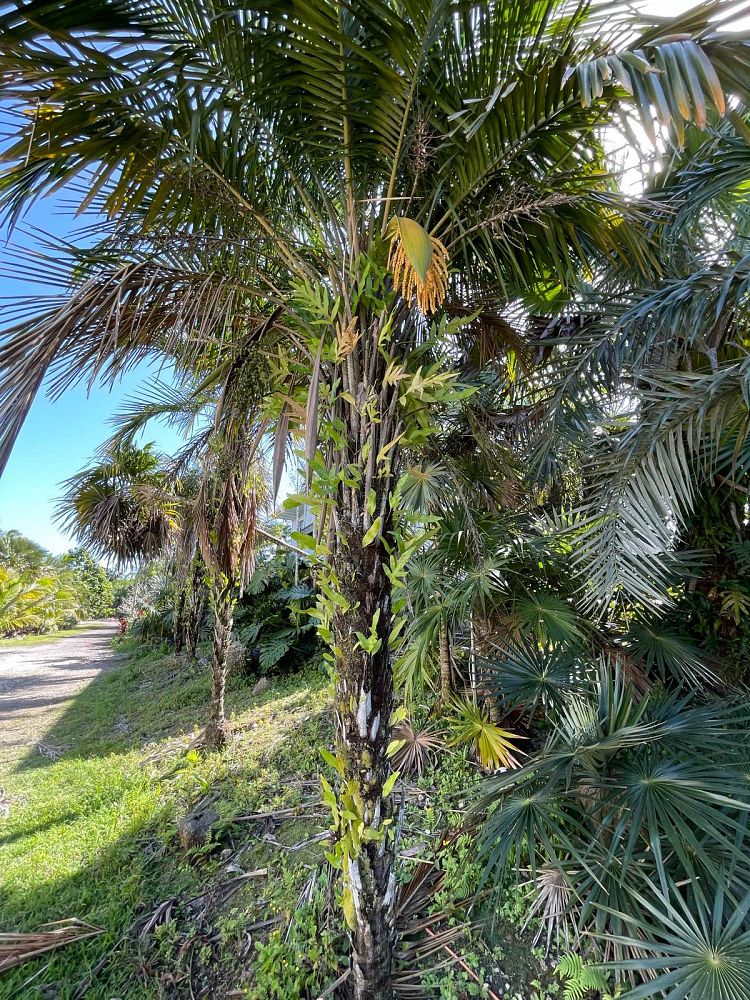 syagrus-schizophylla-arikury-palm-parrot-palm