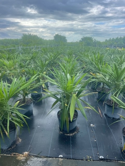 syagrus-schizophylla-arikury-palm-parrot-palm