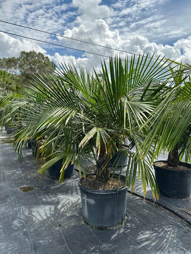 syagrus-schizophylla-arikury-palm-parrot-palm