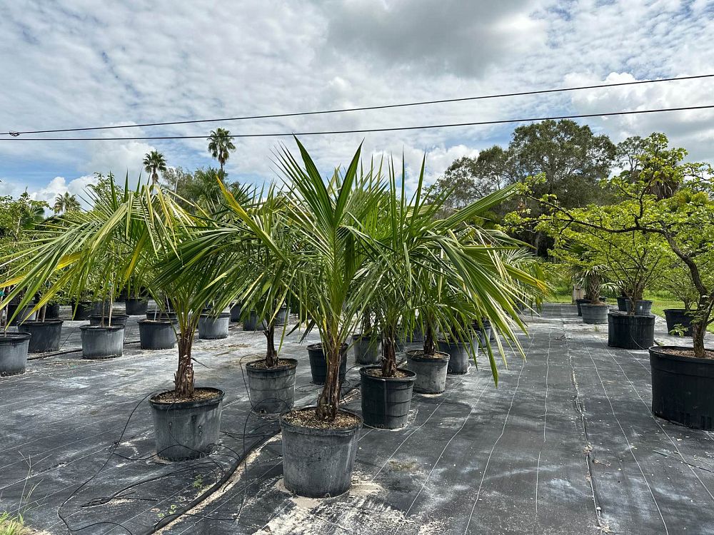 syagrus-schizophylla-arikury-palm-parrot-palm