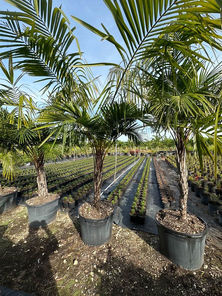 syagrus-schizophylla-arikury-palm-parrot-palm