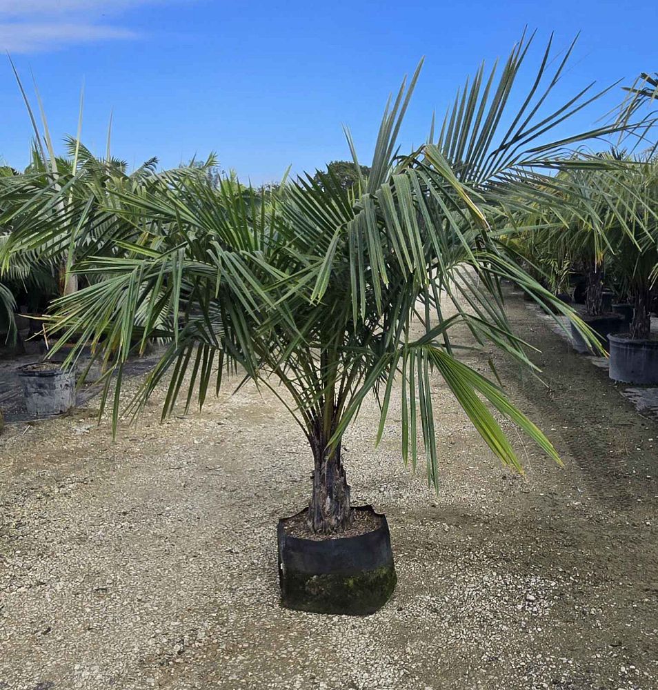 syagrus-schizophylla-arikury-palm-parrot-palm