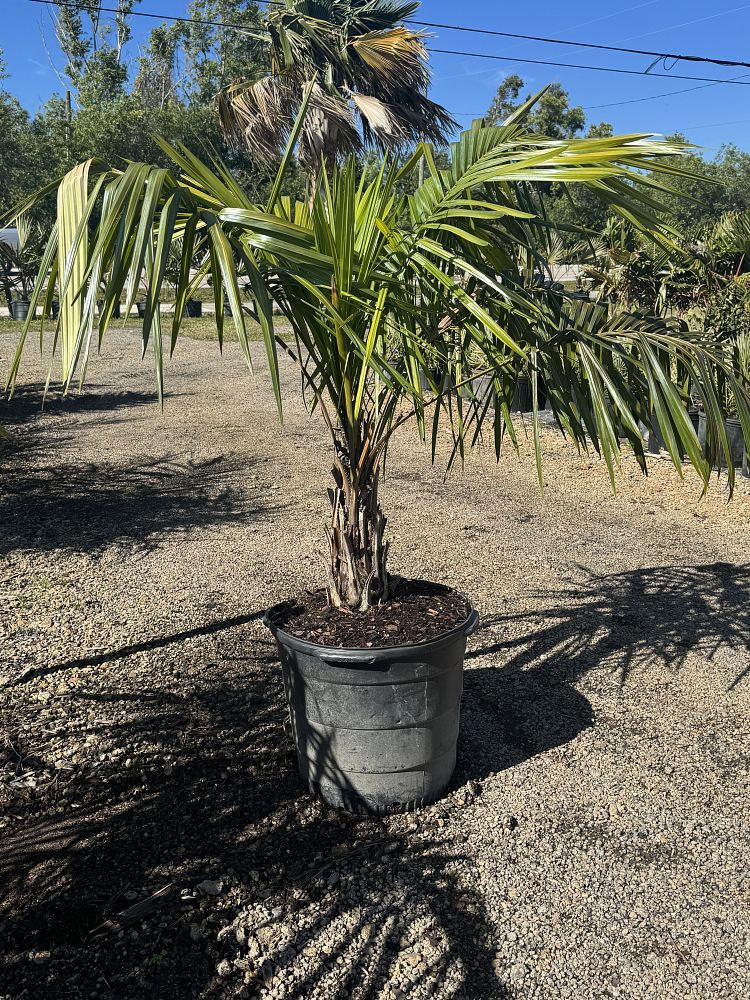 syagrus-schizophylla-arikury-palm-parrot-palm