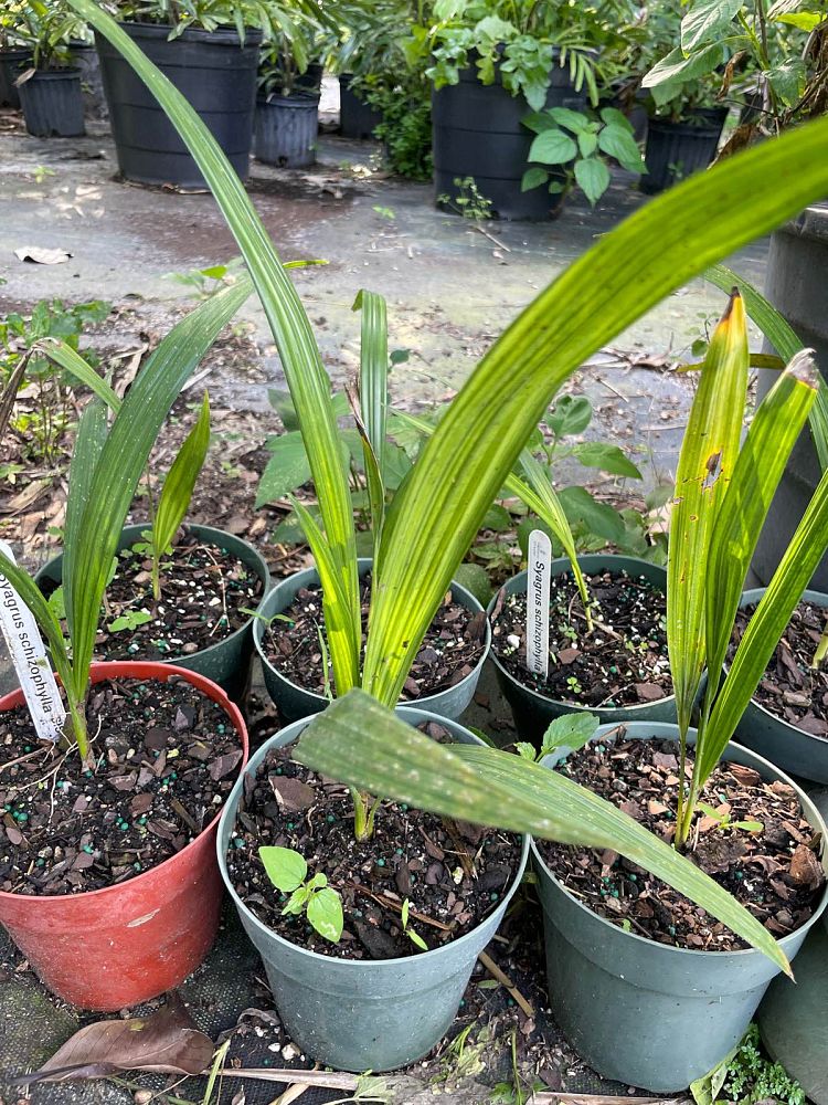 syagrus-schizophylla-arikury-palm-parrot-palm