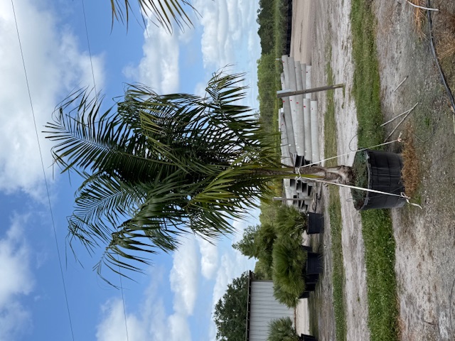 syagrus-schizophylla-x-romanzoffiana-coco-queen-palm