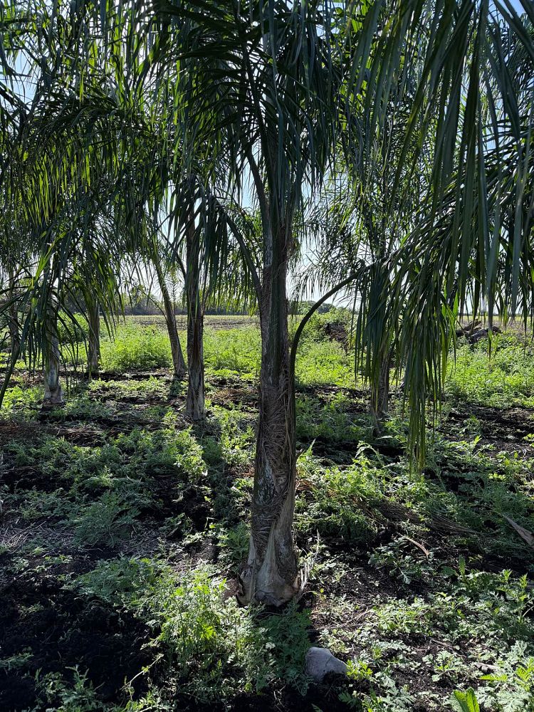 syagrus-schizophylla-x-romanzoffiana-coco-queen-palm