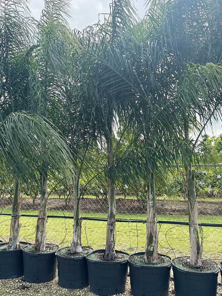 syagrus-schizophylla-x-romanzoffiana-coco-queen-palm