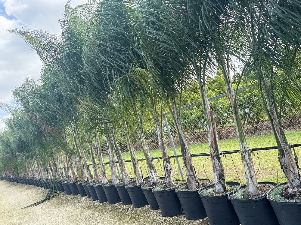 syagrus-schizophylla-x-romanzoffiana-coco-queen-palm