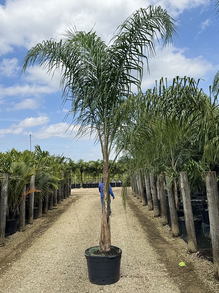 syagrus-schizophylla-x-romanzoffiana-coco-queen-palm