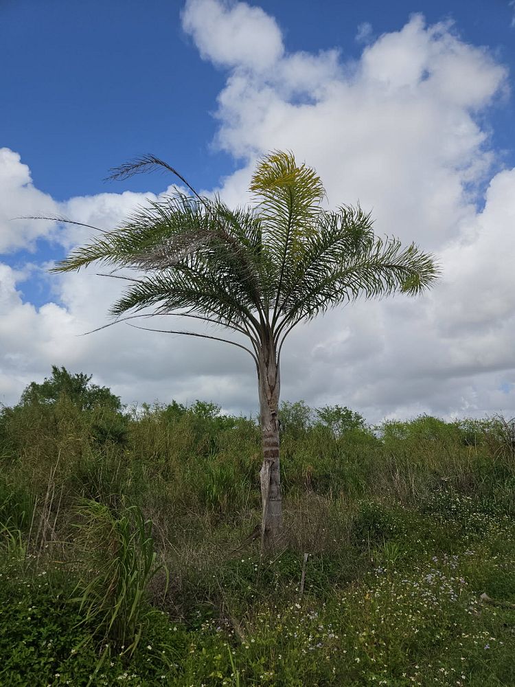 syagrus-schizophylla-x-romanzoffiana-coco-queen-palm
