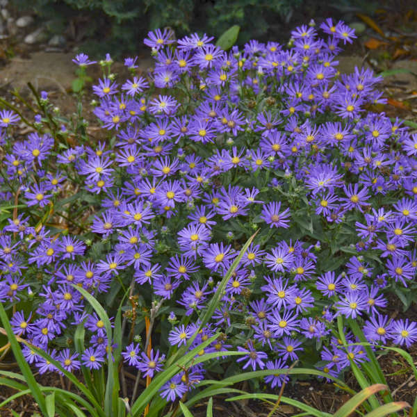 symphyotrichum-blue-autumn-hardy-aster